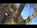 Удаление 7 тополей в один день. Removing 7 poplars in one day.