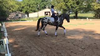 Clover Leaf Poles, Dressage Schooling Exercises, Season 1 Episode 3