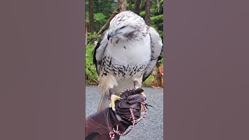 Meet Koyu, one of our amazing Red-tailed Hawks #DidYouKnow #Hawks #unique