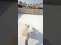 Simple Roof Waterproofing Process Step by Step | 12 Year Guarantee 💧 #explorepage #explore #viral
