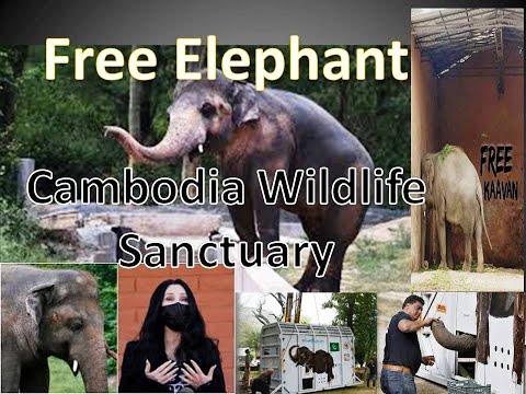 Kaavan!! Enjoying his new beautiful home! Cambodia Wildlife Sanctuary! He's Free! -  Kaavan elephant