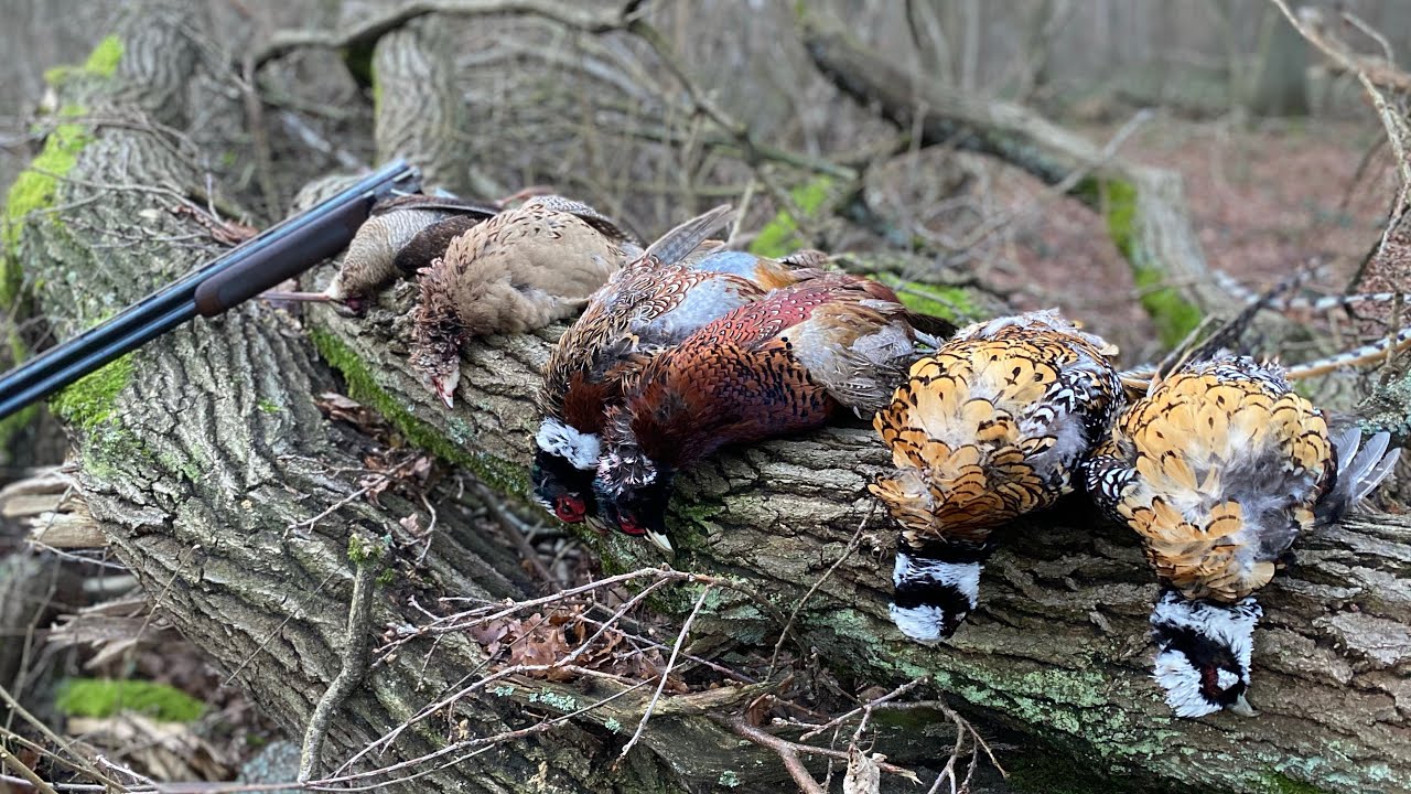 Incroyable battue à l'anglaise aux faisans !
