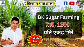 2266-R&D BK Sugar Plant Farming गन्ना पोध खेती 7x5, 1250 प्रति एकड़ भिर्रे 8966838222 किसानपाठशाला screenshot 4