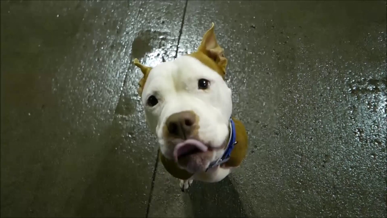 Tye - A1100493 - Brooklyn ACC camera iphone 8 plus apk