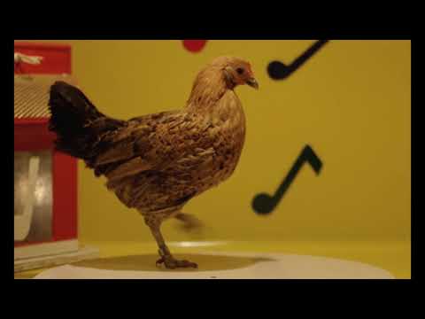 Dancing Chicken HD 60fps Scene From Stroszek By Werner Herzog