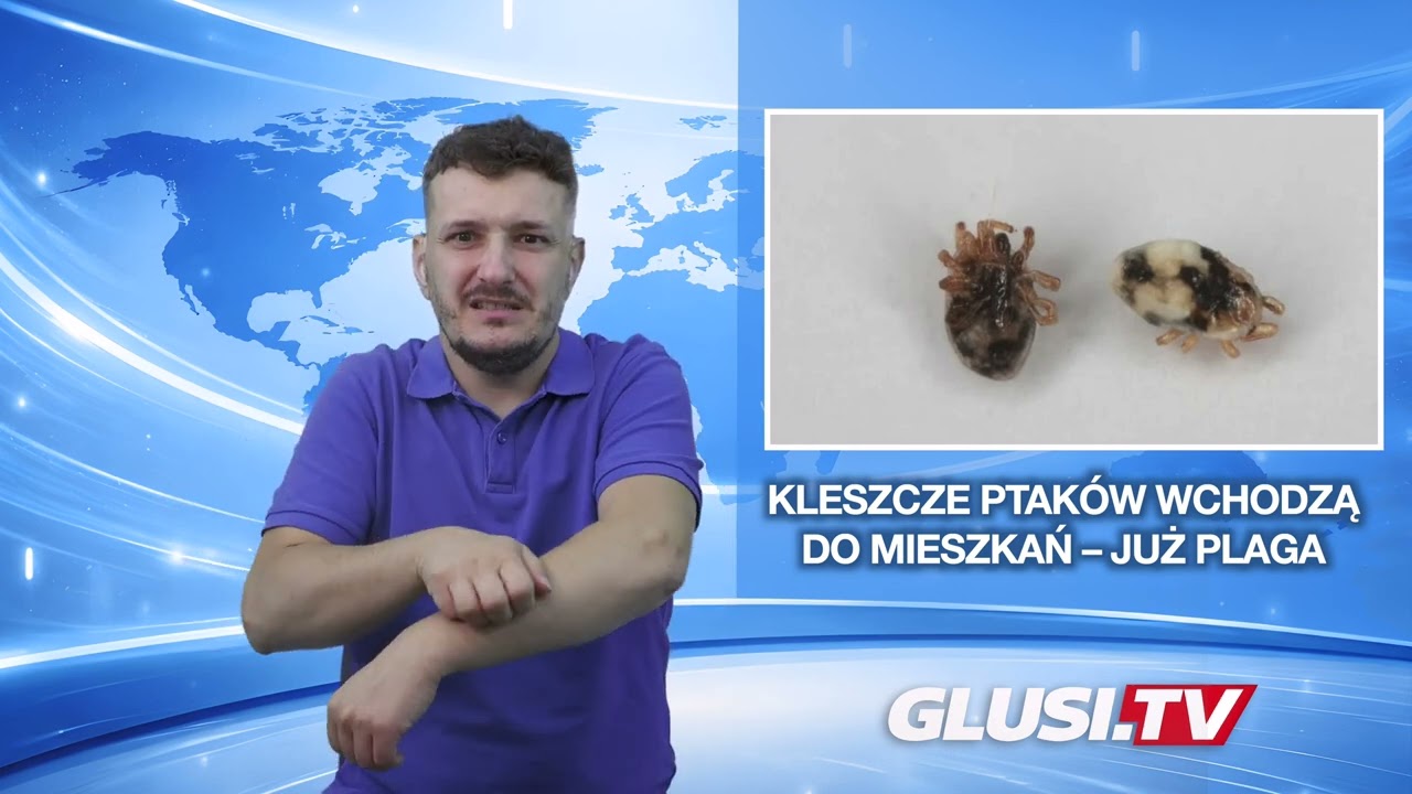 Kleszcze ptaków wchodzą do mieszkań – już plaga