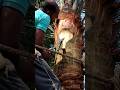 Fresh Date Palm Juice Collection in Village Life | Ancient Method. 😱 #Amazing
