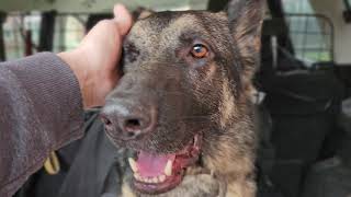 GERMAN SHEPHERD RELAXING IN THE BACK OF THE CAR AND A QUICK RUN AROUND A SMALL GARDEN