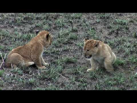 Vídeo: O Caminho Para A Cratera De Ngorongoro - Rede Matador