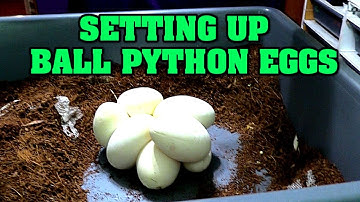 We pull python eggs!!!  How many ball python eggs???