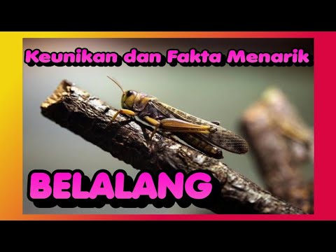 Keunikan dan Fakta Menarik dari Belalang | Grasshopper | Pesona Hewan