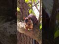 Indian giant squirrel, also known as the Malabar giant squirrel (Ratufa indica)