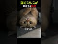 猫のストレス爆発