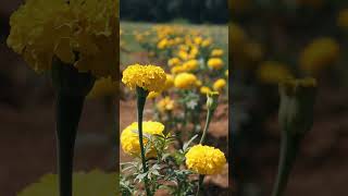 Blooming Gold: Marigold Cultivation (ചെണ്ടുമല്ലി കൃഷി) Unveiled ??