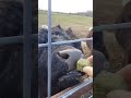 treat time for livestock