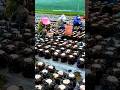 unique way to harvest black ear mushrooms #shorts