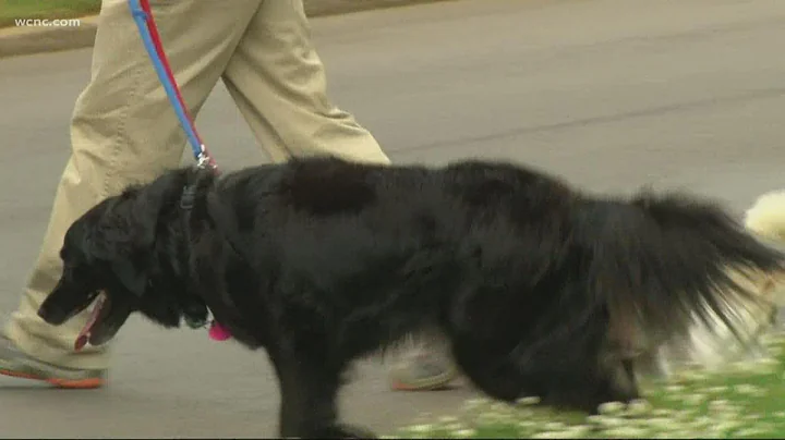 How to keep your dog safe amid the summer heat