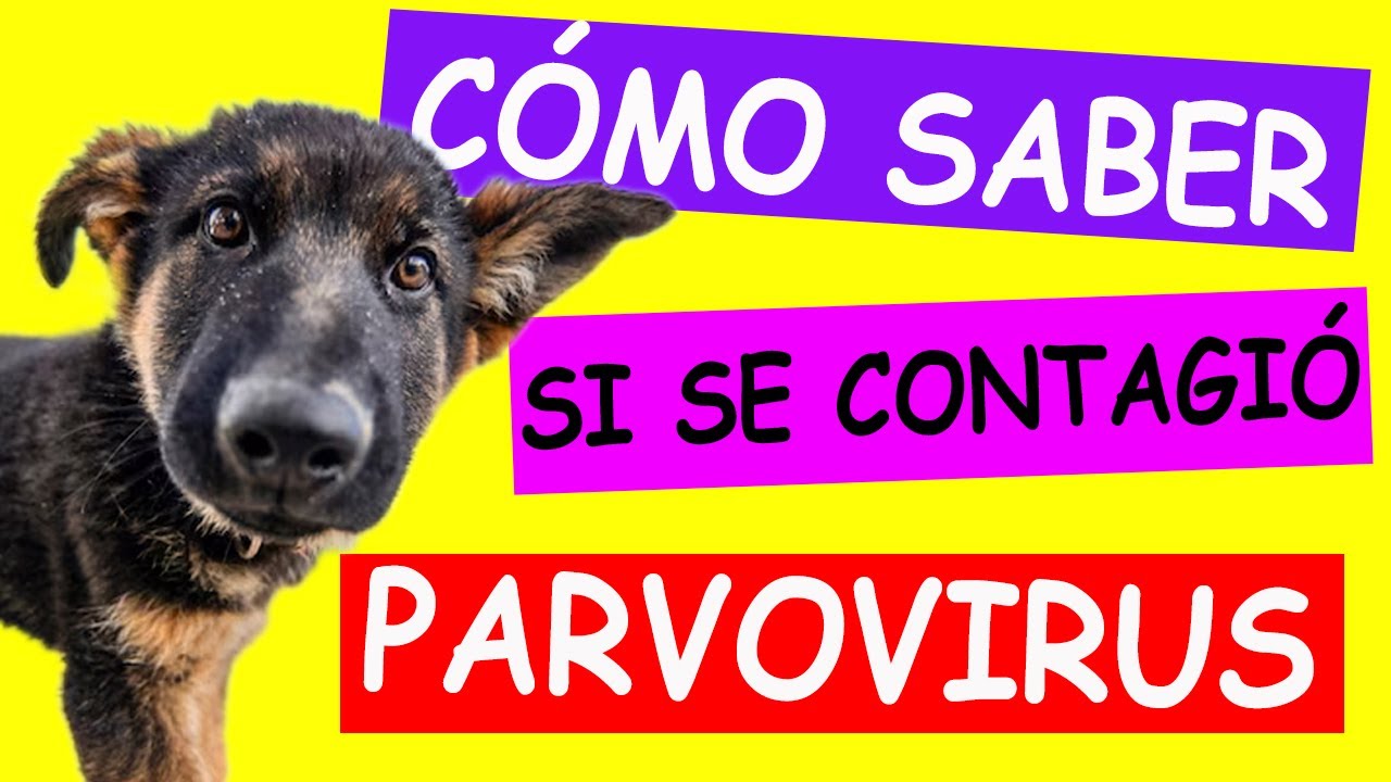 Cómo saber si MI PERRO se CONTAGIÓ de PARVOVIRUS? YouTube Cómo saber si MI PERRO se CONTAGIÓ de PARVOVIRUS? YouTube