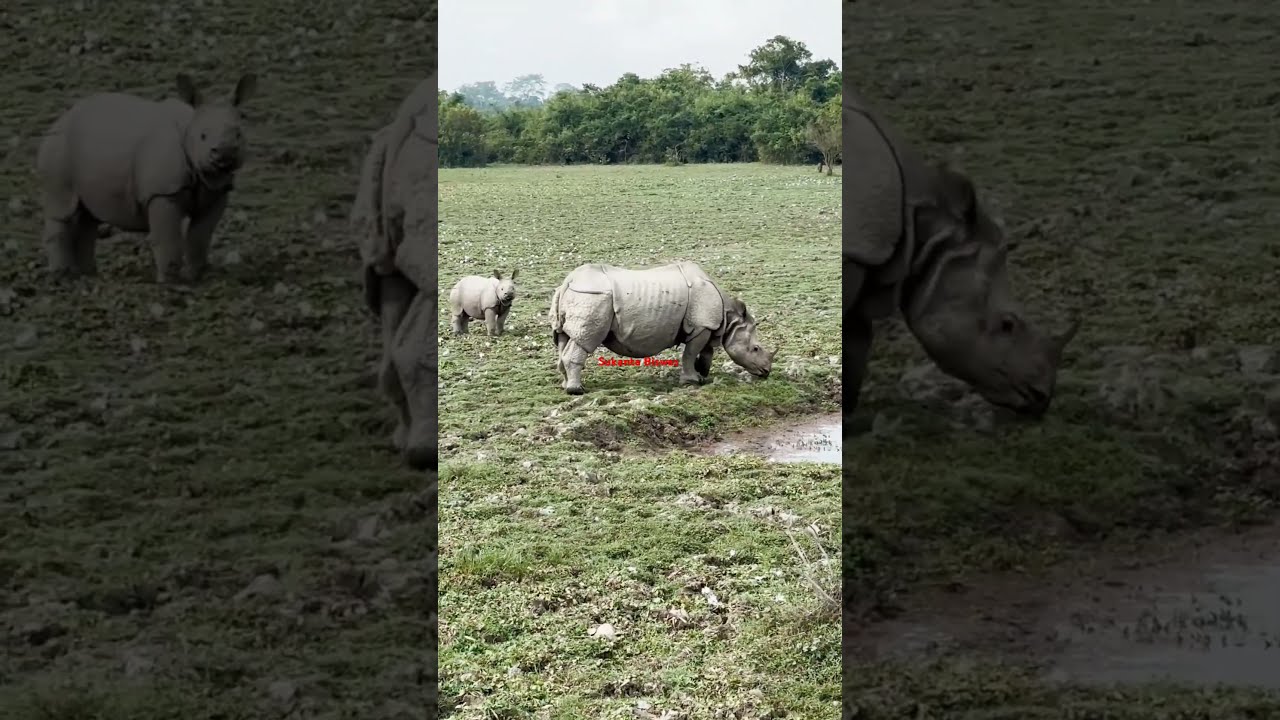 Mother Rhino And Calf Spotted In Kaziranga National Park