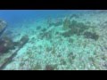 catalina island DIVE 21 MAY 2014 Visual Reef