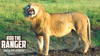 Two Bila-Shaka Male Lions With The Topi Lion Pride | Maasai Mara | Zebra Plains Two Bila-Shaka Male Lions With The Topi Lion Pride | Maasai Mara | Zebra Plains
