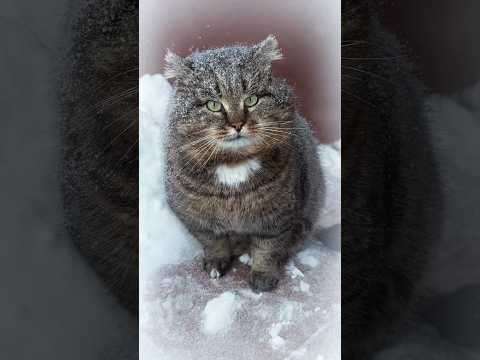 Снежный Барсюшка Barsik Cat Catshorts 