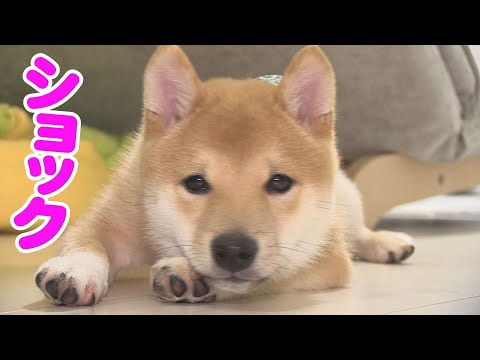 サクラプラかご　わんこ　柴犬柄3点　パンダがら　Mサイズ 忠犬もちしば プラがまぐち(フェイスおかか)]キャラクター