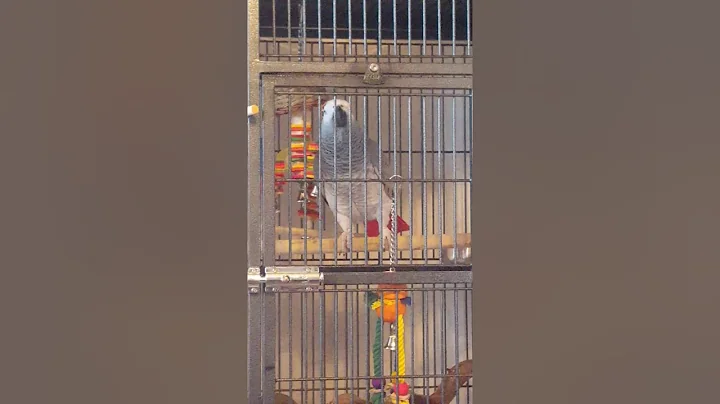 Talking African grey
