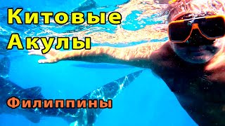 Whale Sharks - снорклинг с китовыми акулами в Себу.