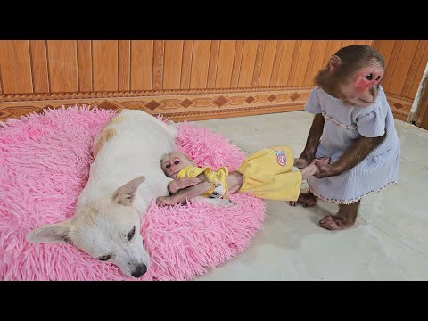 So funny cute! Monkey Su angry when Mimi prevents from being with mom dog