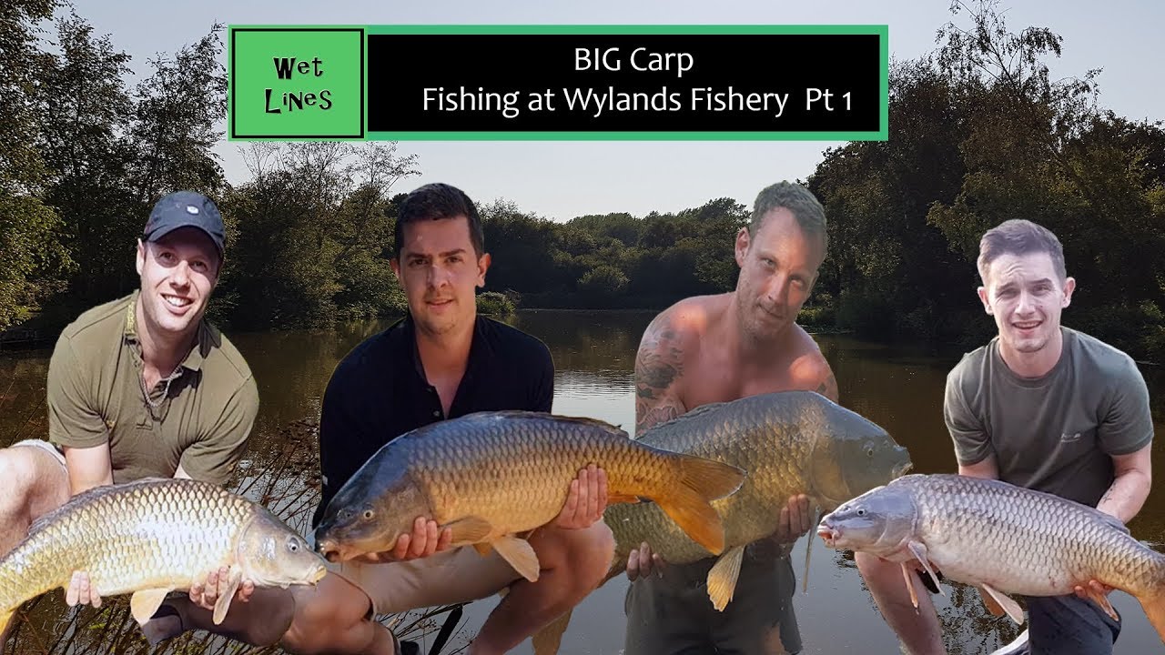 Big Carp Fishing At Wylands Fishery New Speci Lake Pt1 YouTube Big Carp Fishing At Wylands Fishery New Speci Lake Pt1 YouTube
