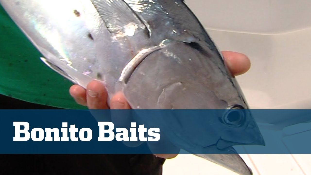 How To Catch Countless Bonito - Florida Sport Fishing TV- Popular