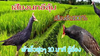 เสียงนกอีลุ้ม ปี2023 เข้าเร็วสุดๆ เสียงชัด100%(ไม่มีโฆษณา) #watercock bird