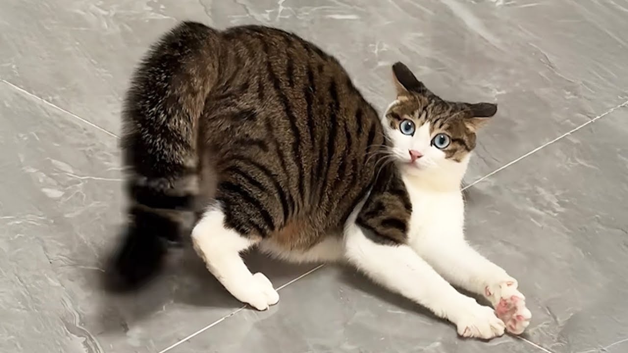 Cats That Made Everyone LAUGH! 😂 | Try Not To Laugh Cat Videos #38 ...
