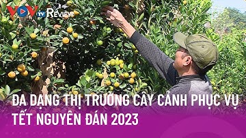 Đa dạng thị trường cây cảnh phục vụ tết Nguyên Đán 2023
