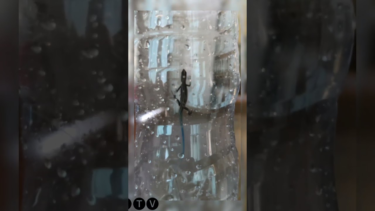 Blue tail LIZARD (Cryptoblepharus egeriae) 🦎‼️⁉️💙😱😱 