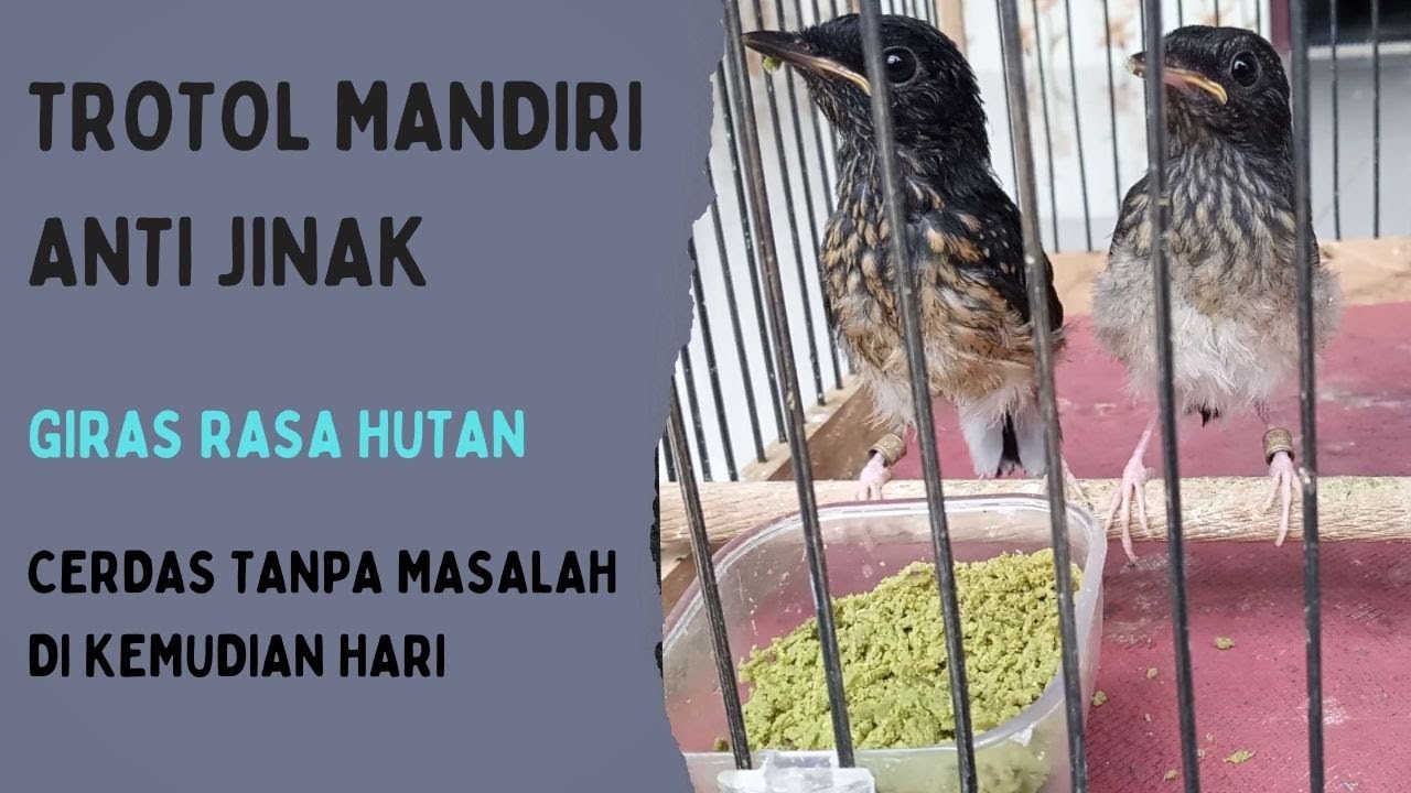 CARA TERBAIK TROTOL CEPAT MANDIRI DI USIA 16 SAMPAI 21 HARI