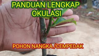 OKULASI CEMPEDAK NANGKA LENGKAP