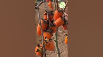 Cây hồng tứ quý 1 năm tuổi siêu quả - Cây Trồng Vũ Tiến #s