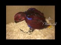 Eclectus parrot 2week to 7weeks old