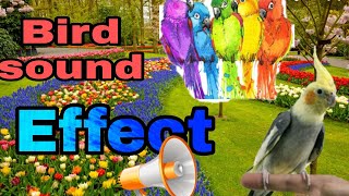 Bird sound effect /Morning sound/Animal sound-Good morning screenshot 5