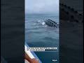 Criatura extraña marina es identificada en mar abierto #mar #criatura #misterio #terrorifico