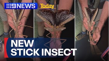 New species of giant stick insect discovered in Queensland | 9 News Australia