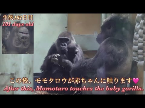 今日は兄キンタロウだけじゃなく、父モモタロウも赤ちゃんゴリラに触る事を許してもらえました♪⭐️Gorilla【京都市動物園】Momotaro also got to touch the baby.