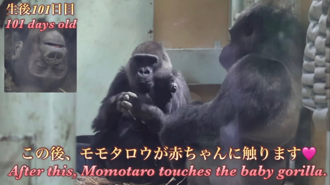 Горилла⭐️Сегодня Генки позволил не только Кинтаро, но и Момотаро прикоснуться к детенышу гориллы.