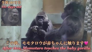 今日は兄キンタロウだけじゃなく、父モモタロウも赤ちゃんゴリラに触る事を許してもらえました♪⭐️Gorilla【京都市動物園】Momotaro also got to touch the baby.