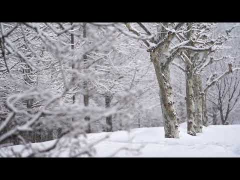 しんしんと降る雪