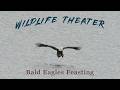 Bald Eagle Feeding Extravaganza