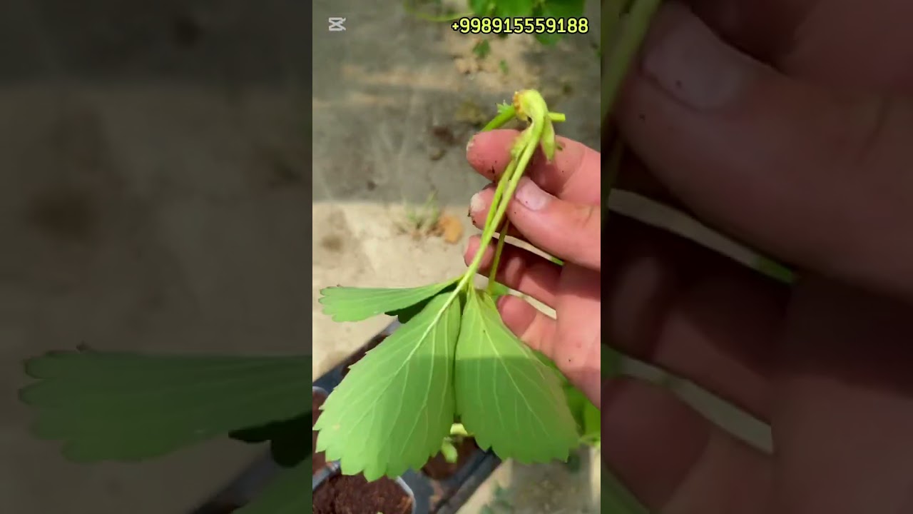 Qulupnaydan toʻgʻri koʻchat qilish 1-vedio