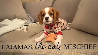 HE HAS PAJAMAS!! | Cavapoo Puppy, His Firetruck PJ's, Mischief and More! by Sawyer's Wonderful Life 2,026 views 2 years ago 4 minutes, 15 seconds